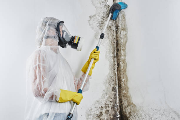 Best Affordable Mold Removal  in Columbia, MD