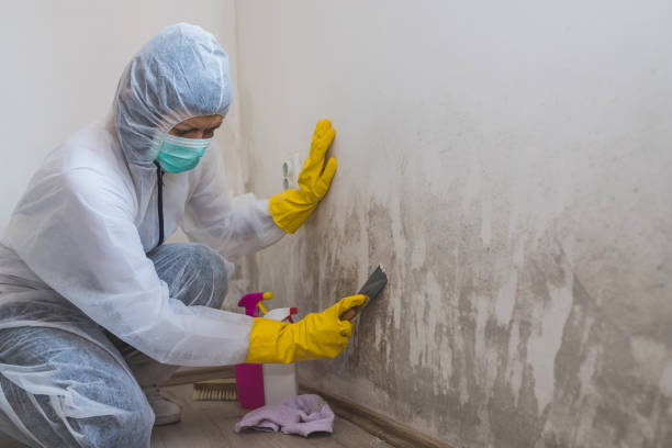 Best Toxic Mold Removal  in Columbia, MD