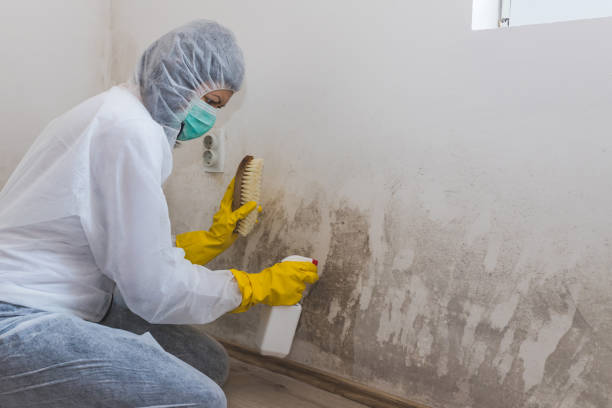 Best Professional Mold Removal  in Columbia, MD