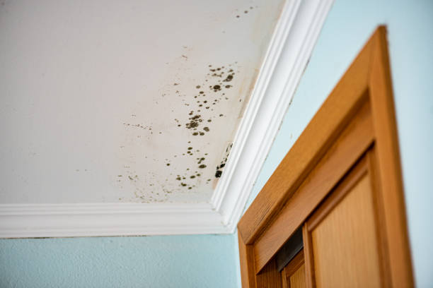 Attic Mold Removal in Columbia, MD
