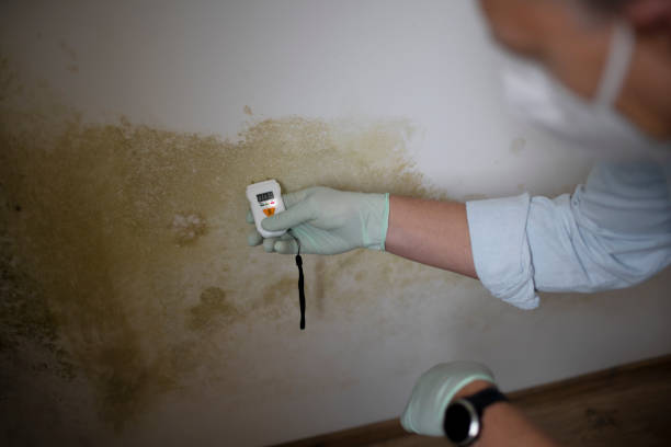 Best Black Mold Removal  in Columbia, MD