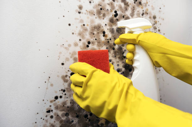 Best Mold Damage Repair  in Columbia, MD