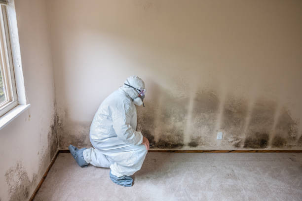 Best Mold Testing and Removal  in Columbia, MD