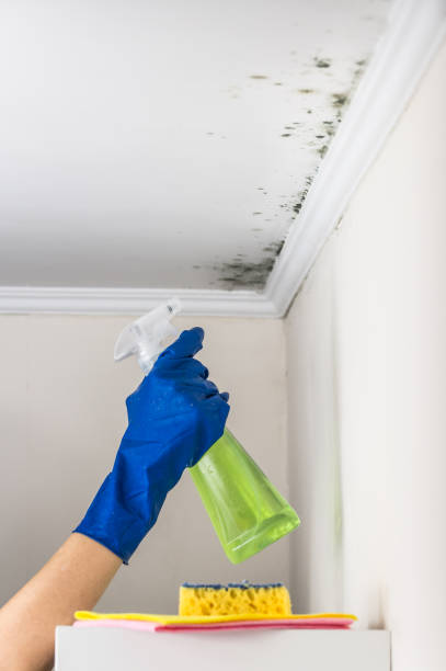 Best Commercial Mold Removal  in Columbia, MD